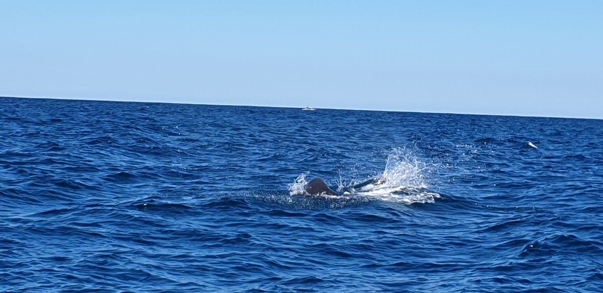 If You Chum, They Will Come fishing photo 7
