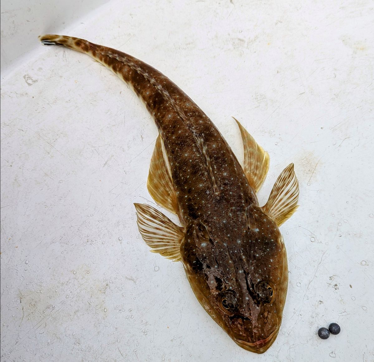 Jiggin' The Burley Trail fishing photo 8