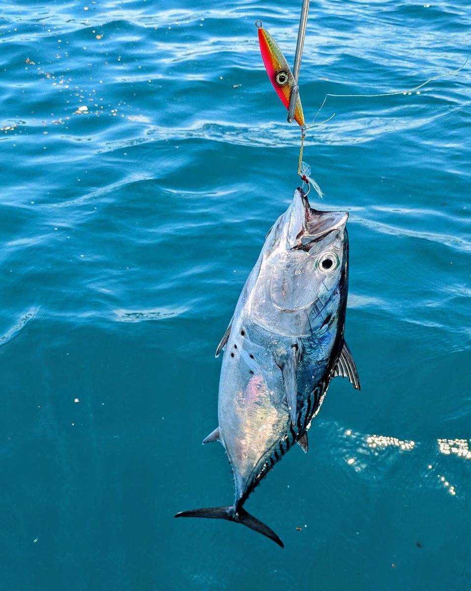 Jiggin' the Great Barrier Reef fishing photo 5