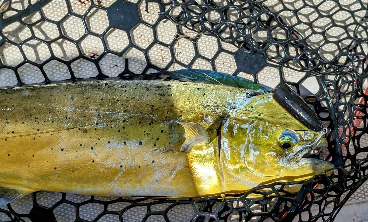 Jigs and Poppers fishing photo 11