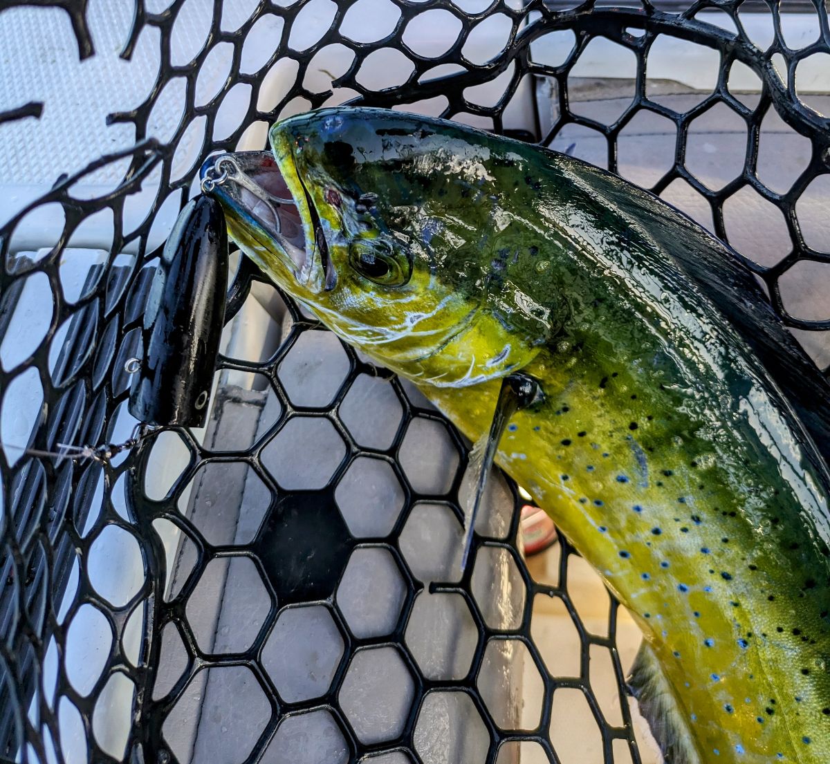 Jigs and Poppers fishing photo 12