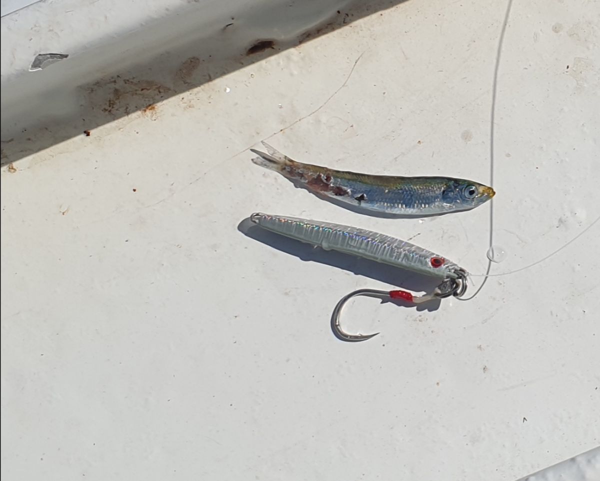 Just Rig A Jig fishing photo 3