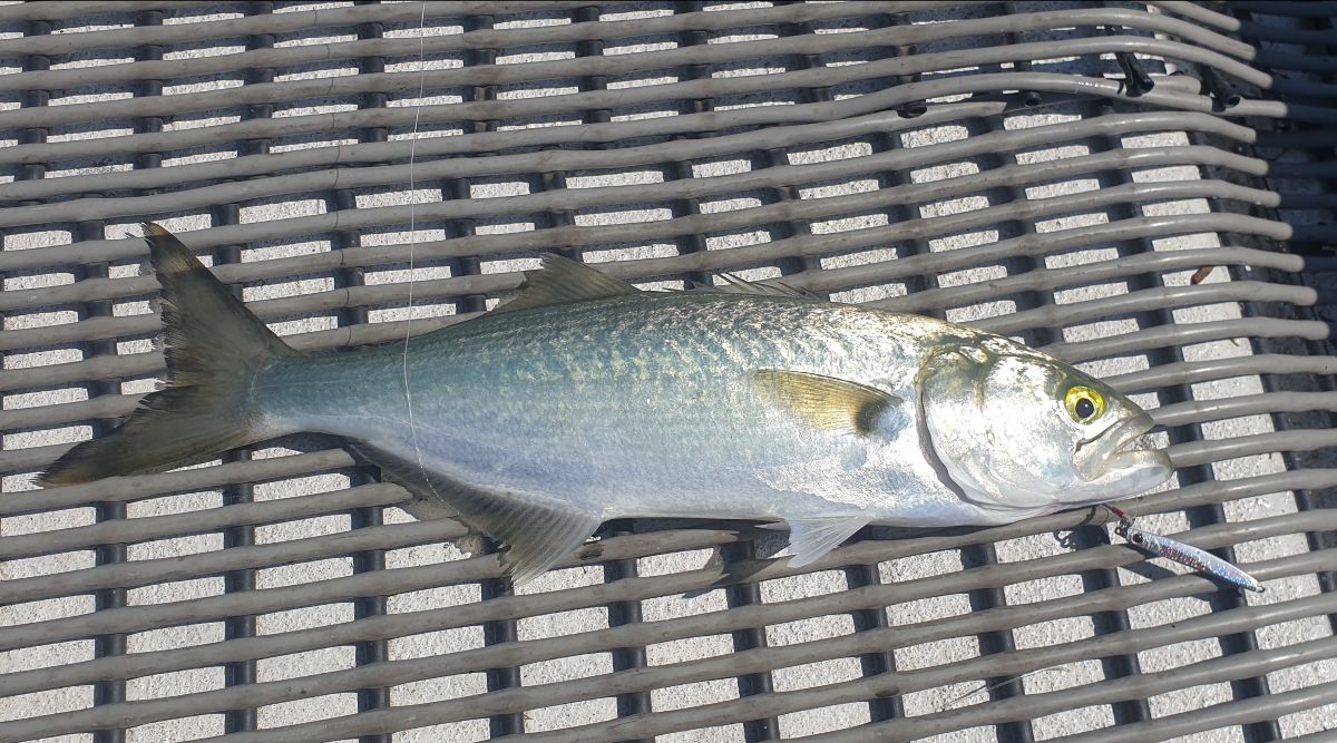 Just Rig A Jig fishing photo 4