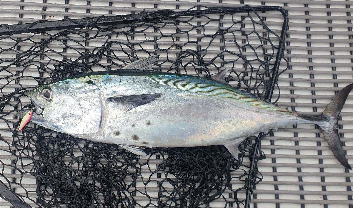 Just Rig A Jig fishing photo 6