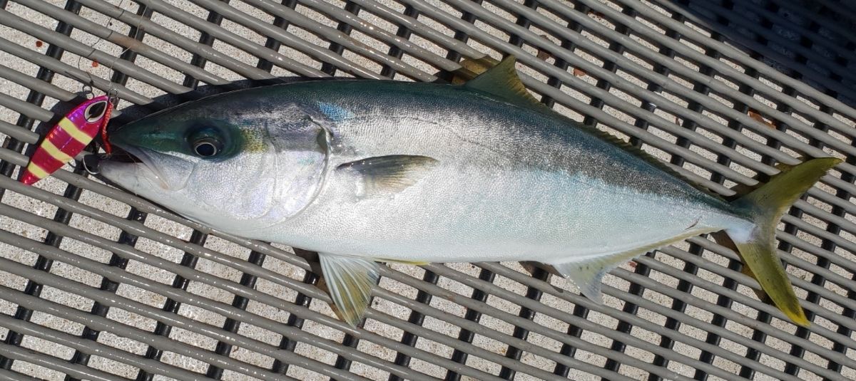 Just Rig A Jig fishing photo 10