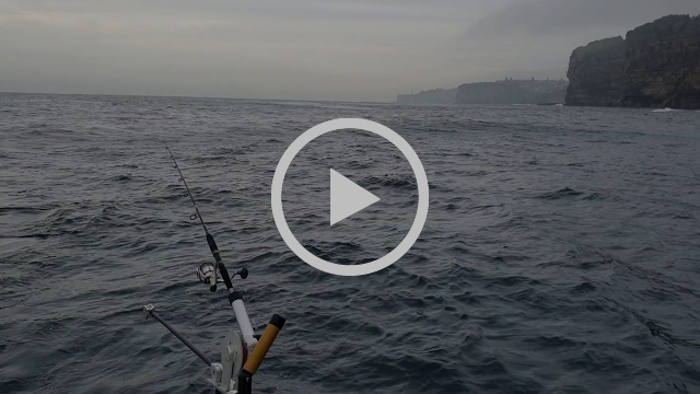 Kingfish and Carp fishing photo 3