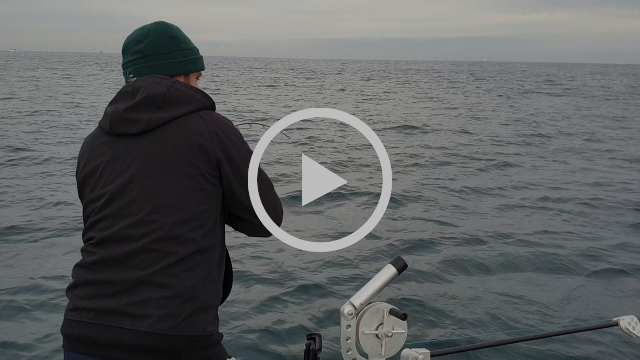 Kingfish and Carp fishing photo 4