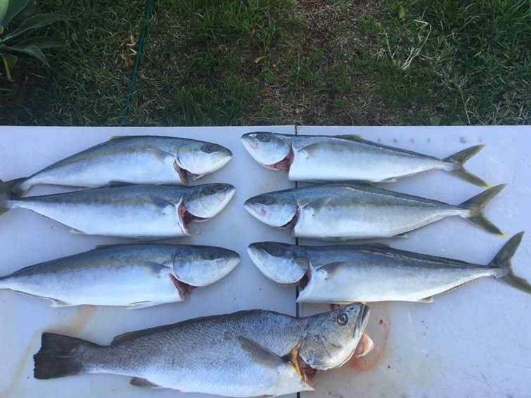Kingfish and Carp fishing photo 7