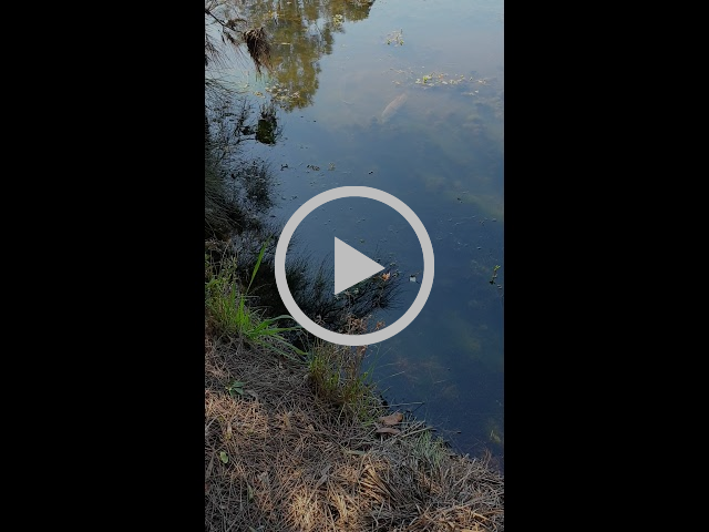 Kingfish and Carp fishing photo 9