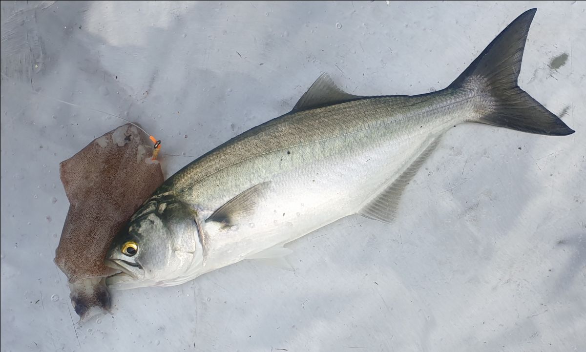 Kingie Week fishing photo 4