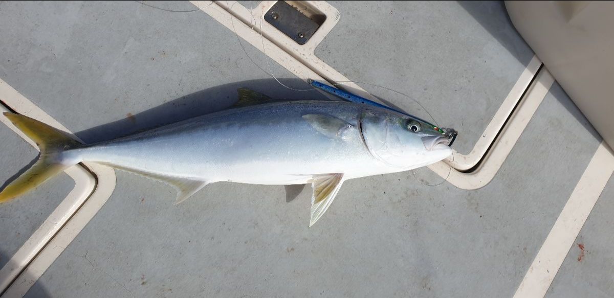Kingie Week fishing photo 13