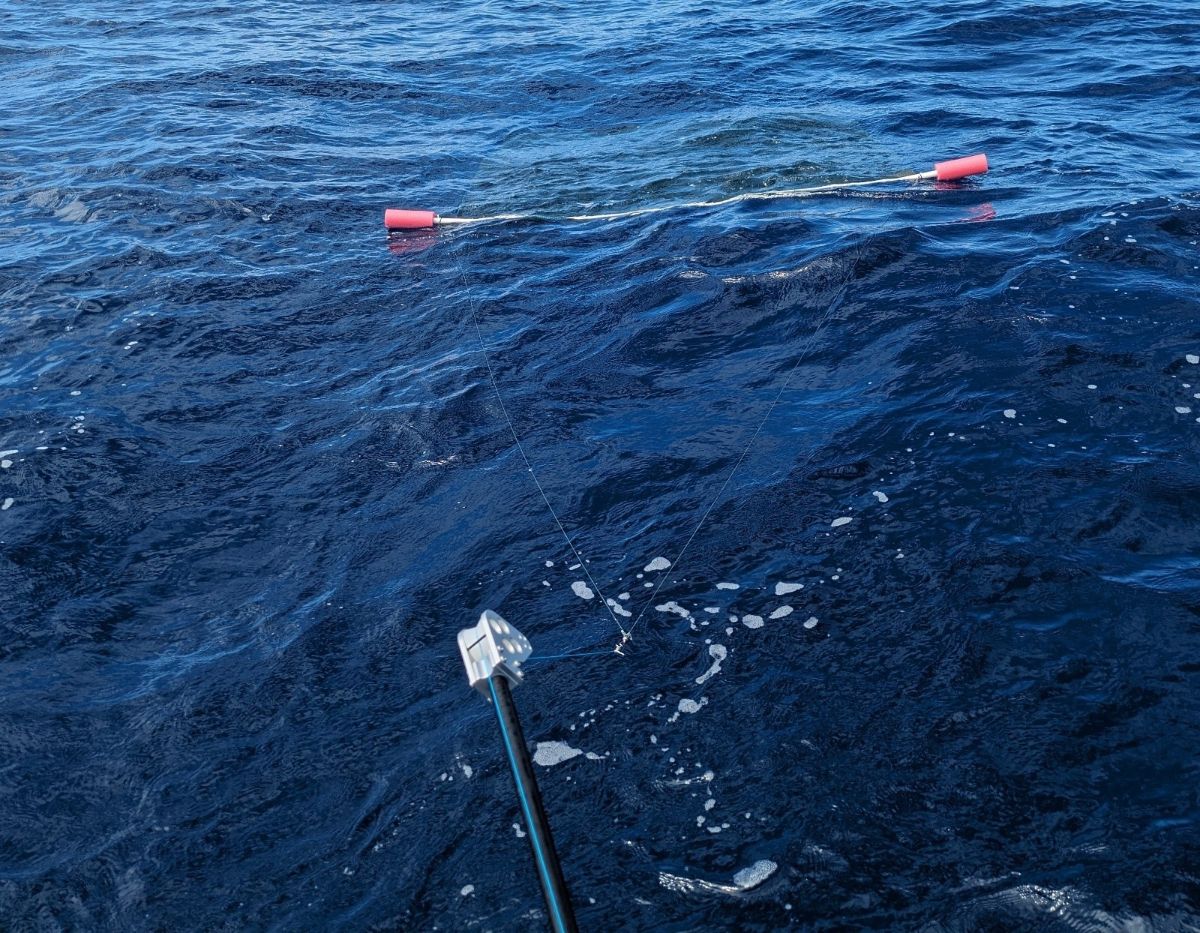 Kings and Mahi fishing photo 5