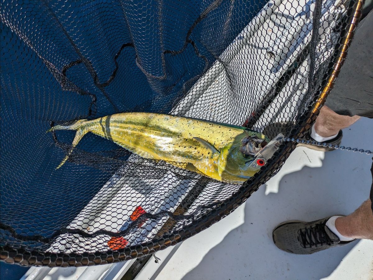 Kings and Mahi Fire Up fishing photo 11