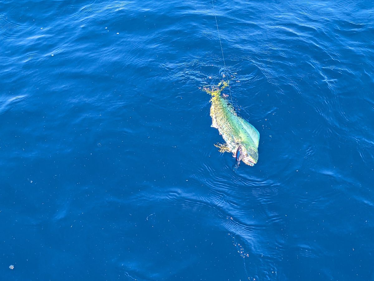 Kings 'n Mahi fishing photo 1