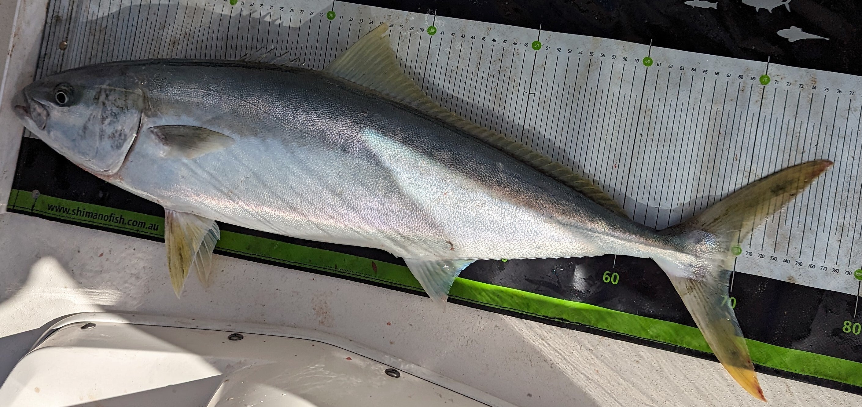 Kings on Jigs fishing photo 4