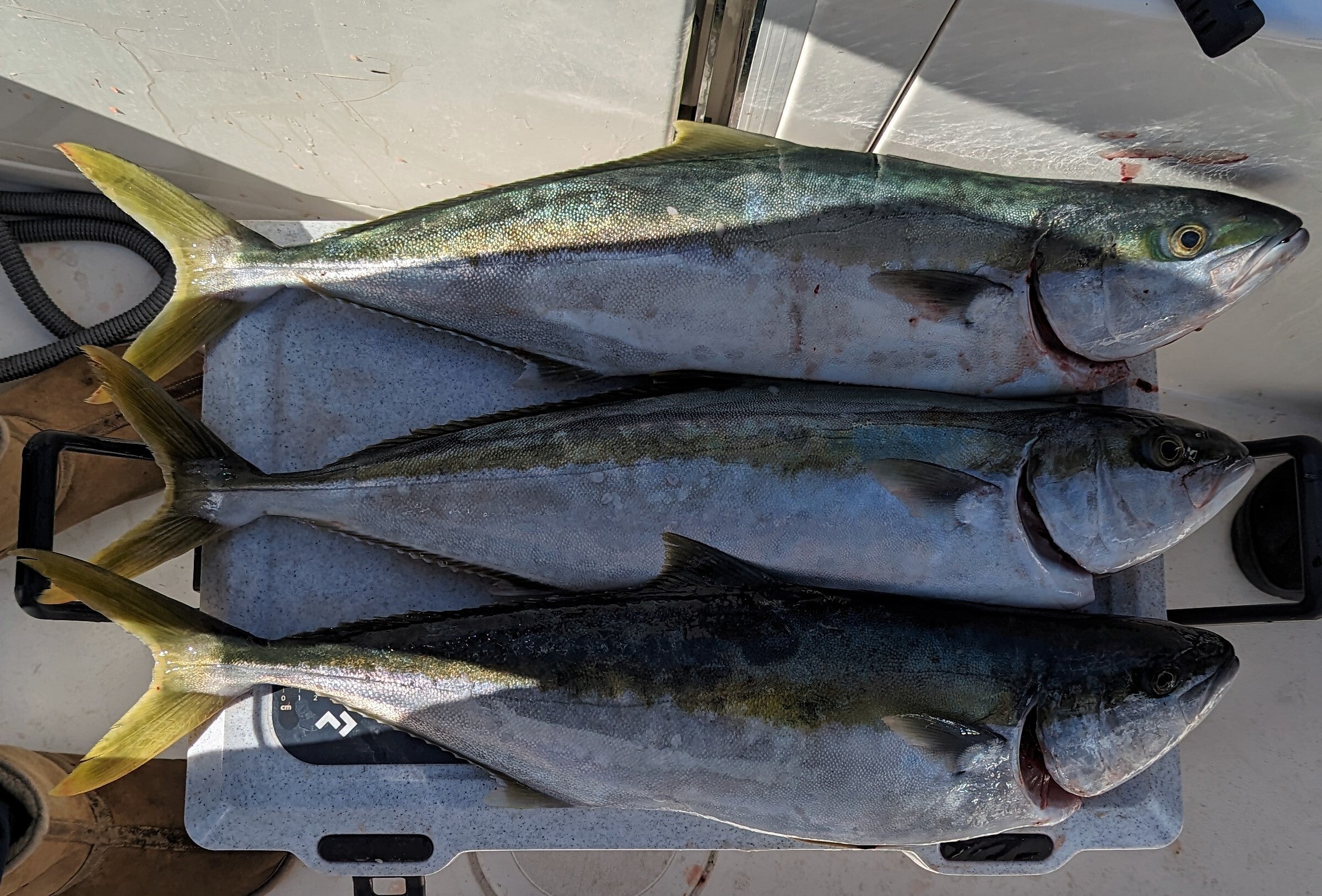 Kings on Jigs fishing photo 6