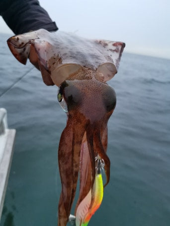 Korona Kingies fishing photo 2