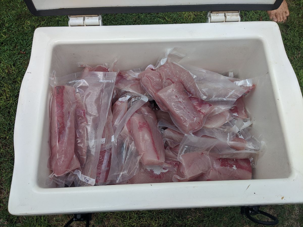 Korona Kingies fishing photo 6