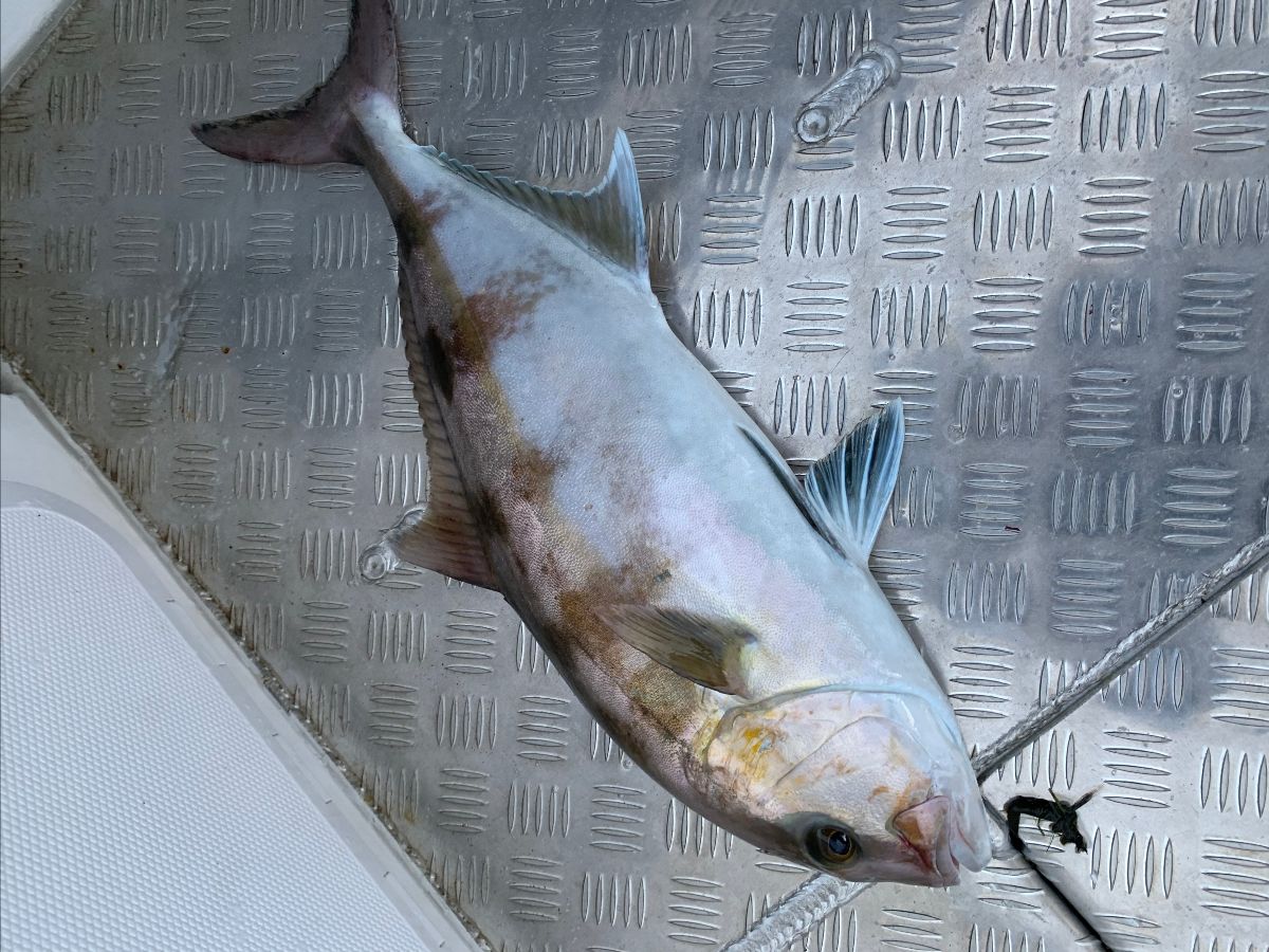 Korona Kingies fishing photo 8