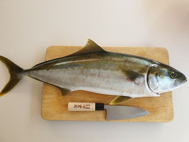 Light equals Squid equals Kingfish fishing photo 4