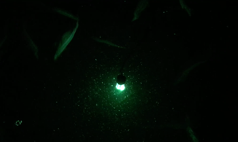 Light equals Squid equals Kingfish fishing photo 5
