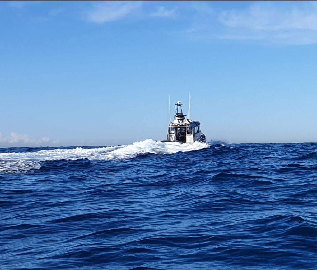 Lockdown Luderick fishing photo 7
