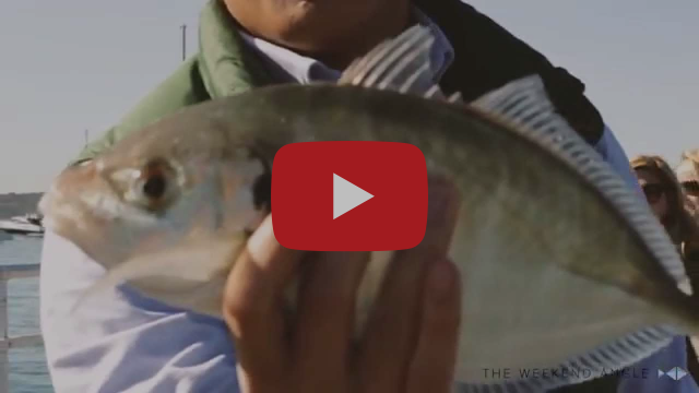 Lockdown Luderick fishing photo 8