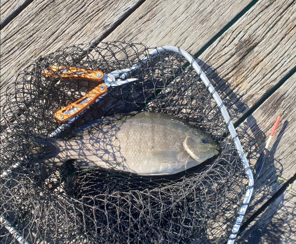 Lockdown Luderick fishing photo 9