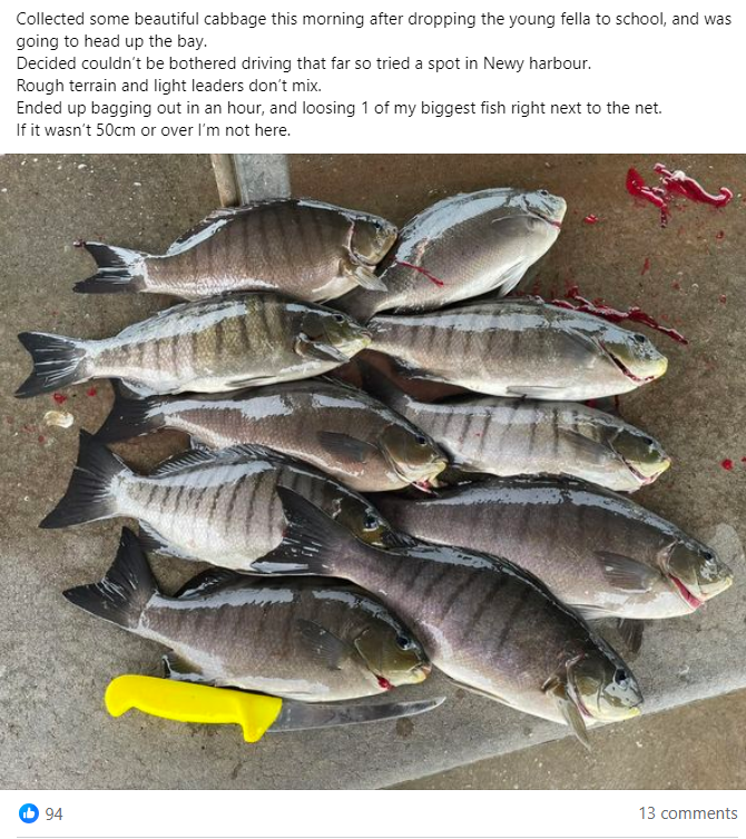 Luderick Lessons fishing photo 2
