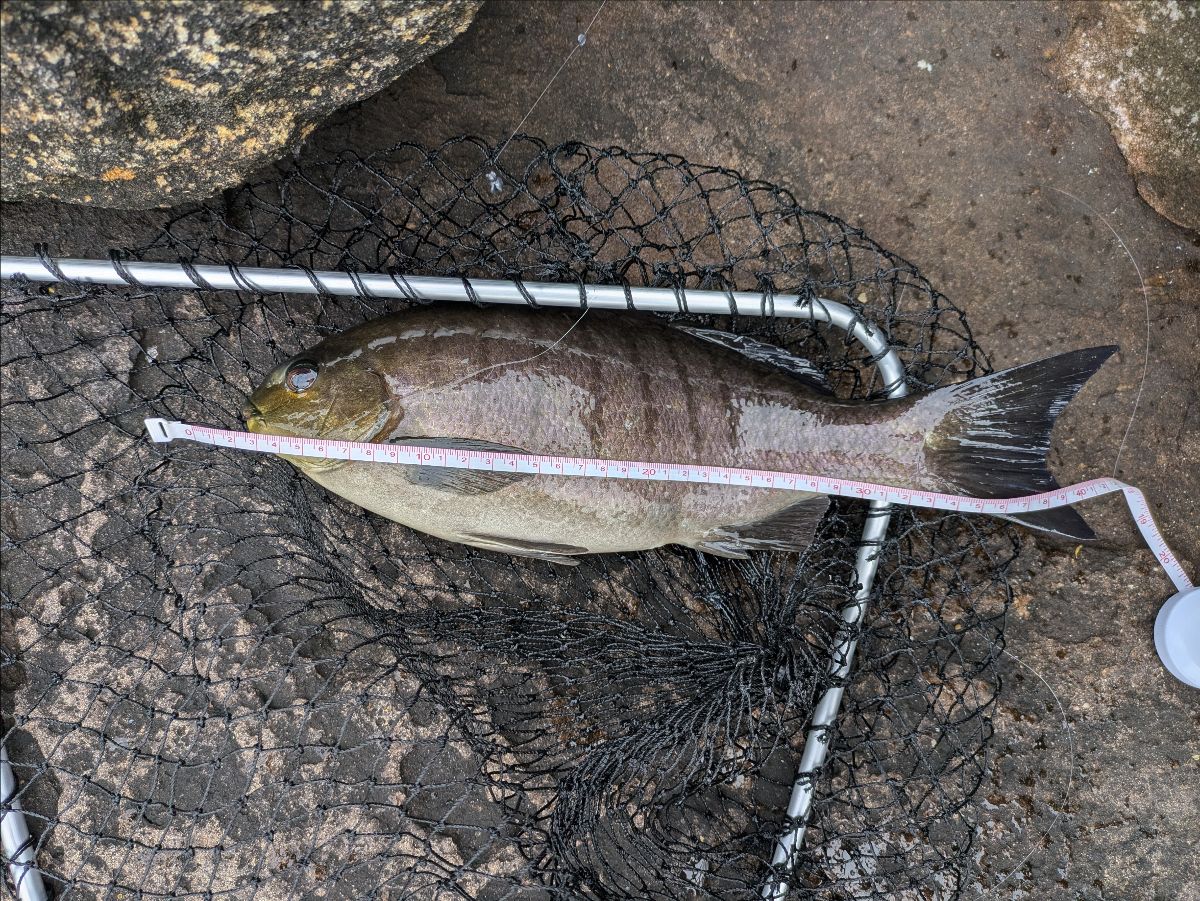 Luderick Lessons fishing photo 8