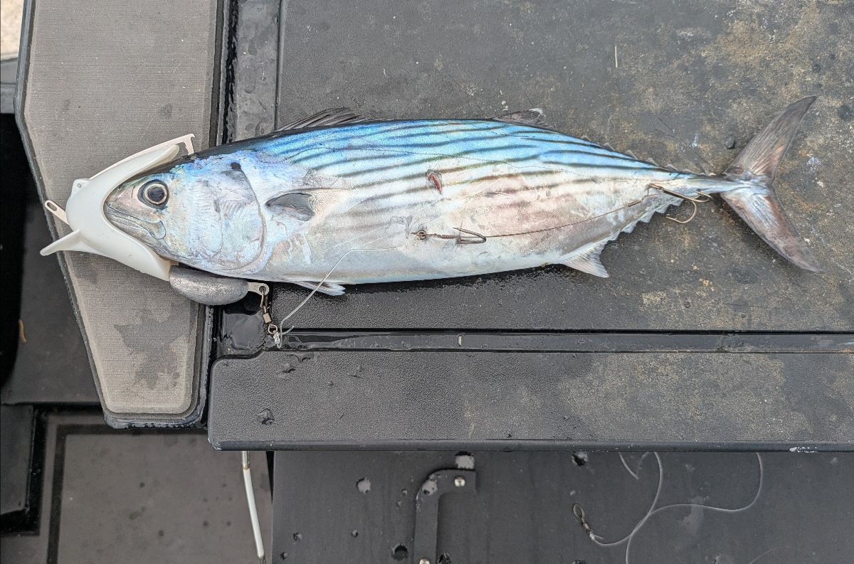 Mackerel, Kingfish and Sharks fishing photo 2