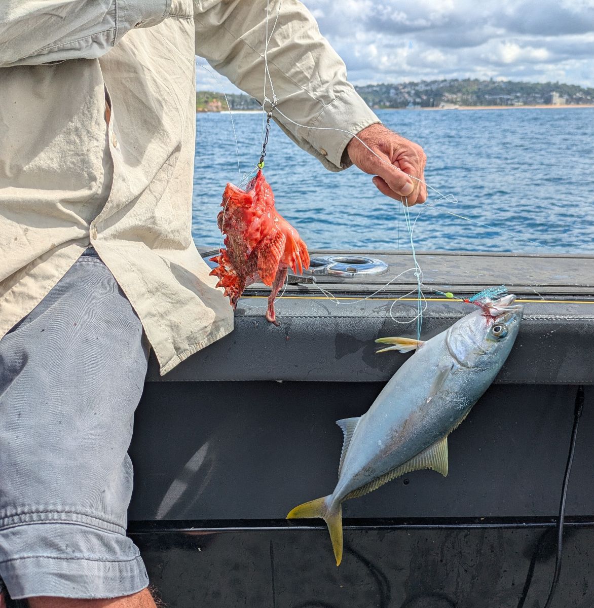Mackerel, Kingfish and Sharks fishing photo 3