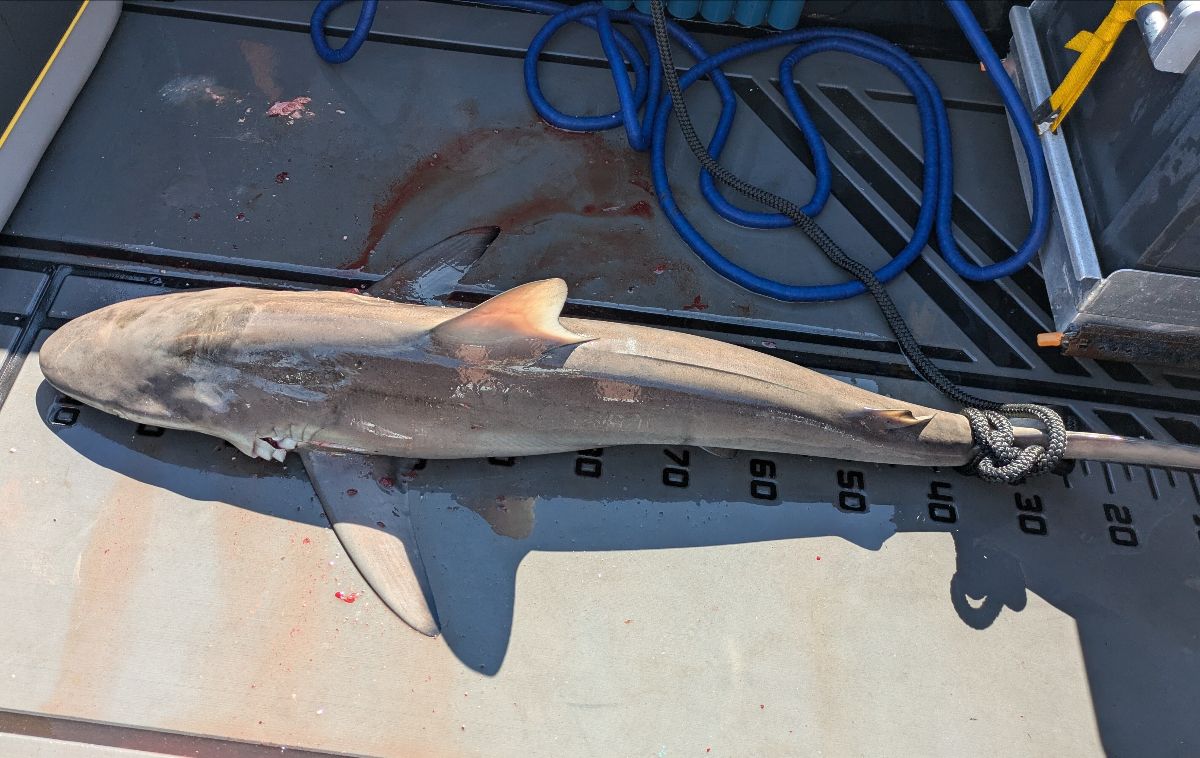 Mackerel, Kingfish and Sharks fishing photo 5