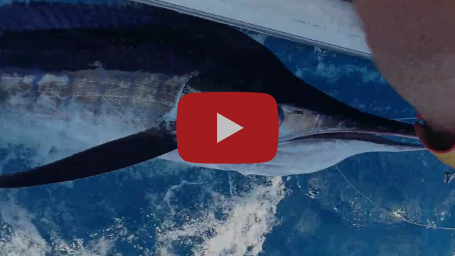 Marlin and Kingfish fishing photo 4