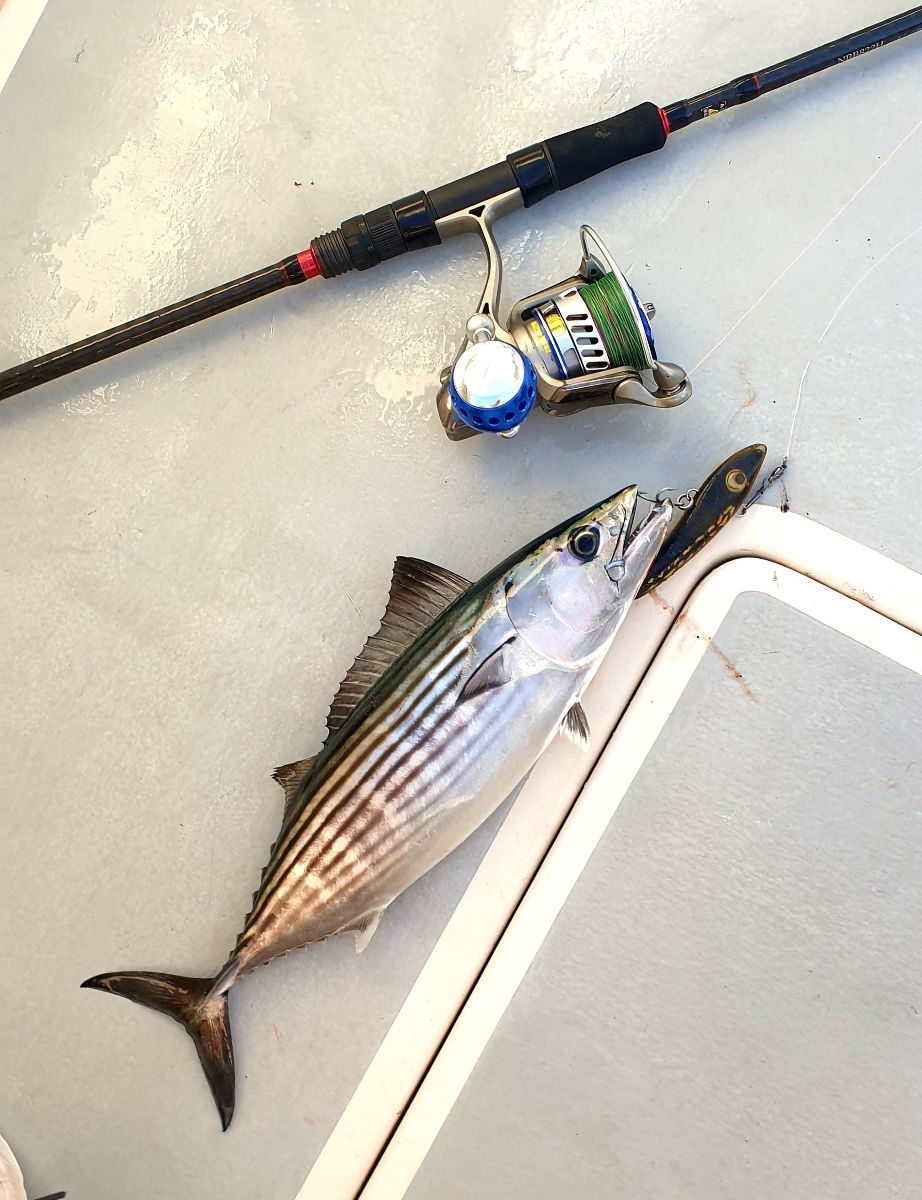 Marlin and Kingfish fishing photo 6