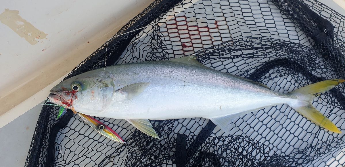 Marlin and Kingfish fishing photo 12