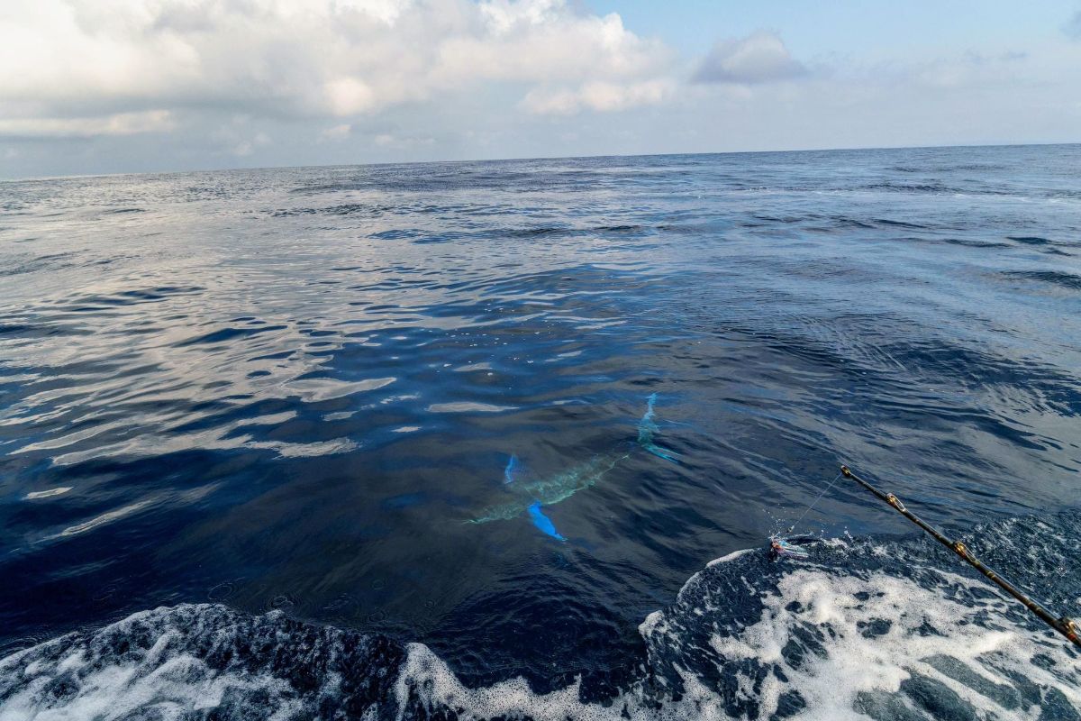 Marlin, Mahi and Mackerel fishing photo 10