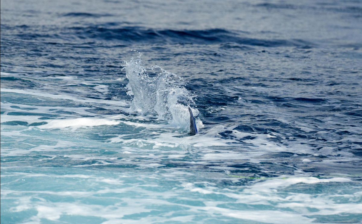 Marlin, Mahi and Mackerel fishing photo 11