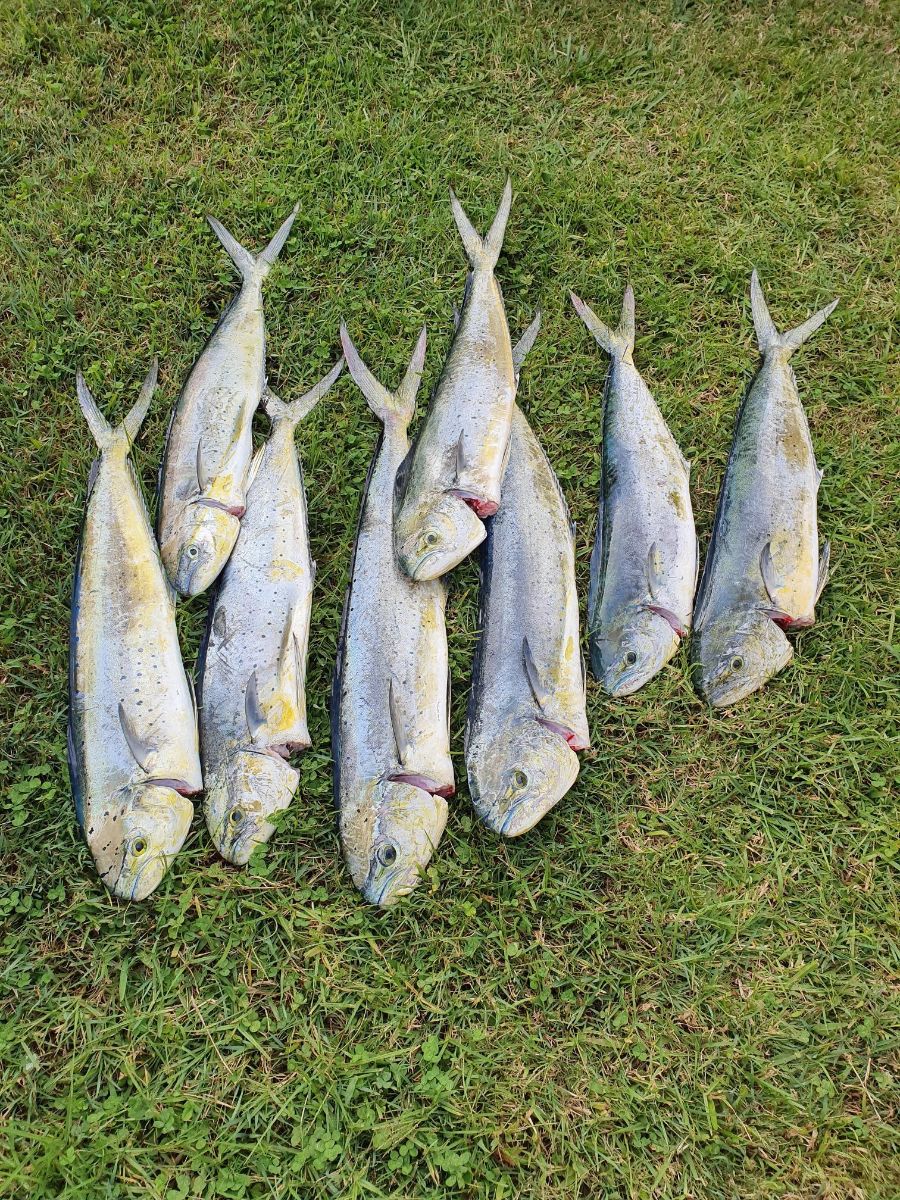 Marlin, Mahi and Mackerel fishing photo 15