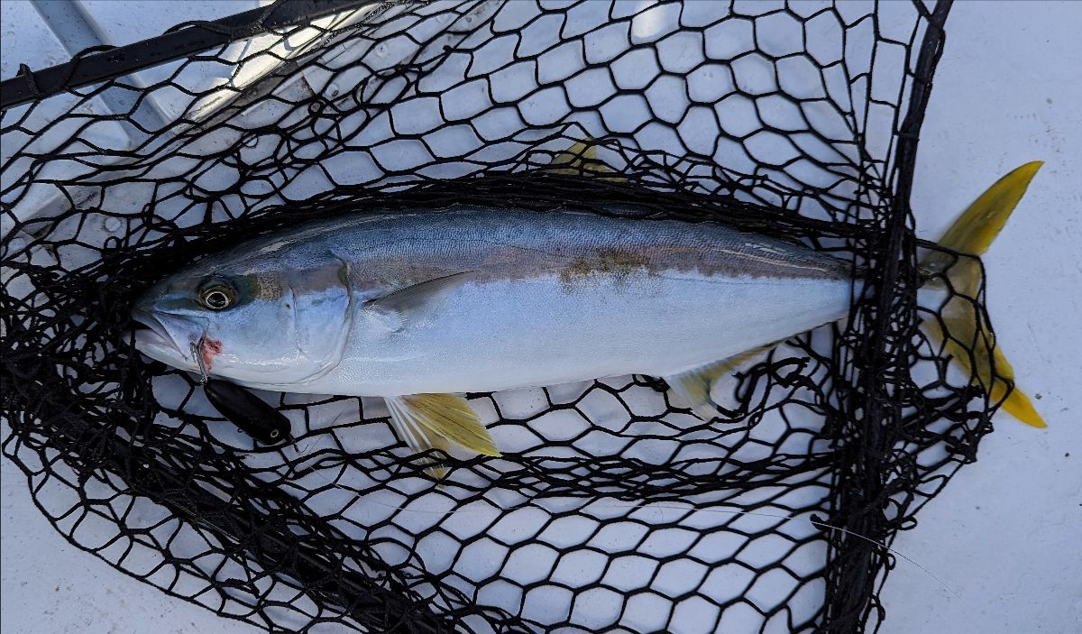 Maximising your Downrigger Catches fishing photo 10