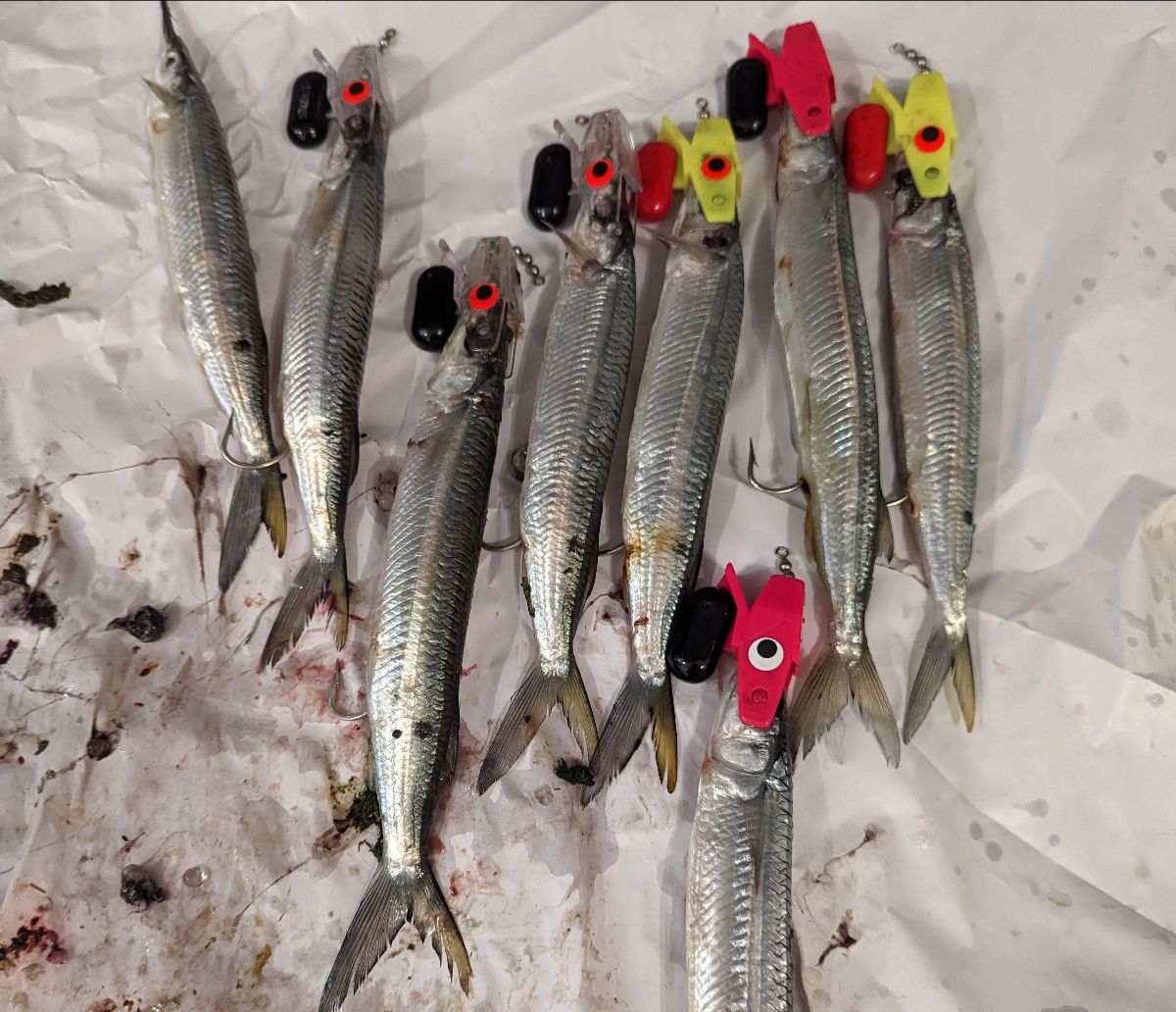 Maximising your Downrigger Catches fishing photo 12