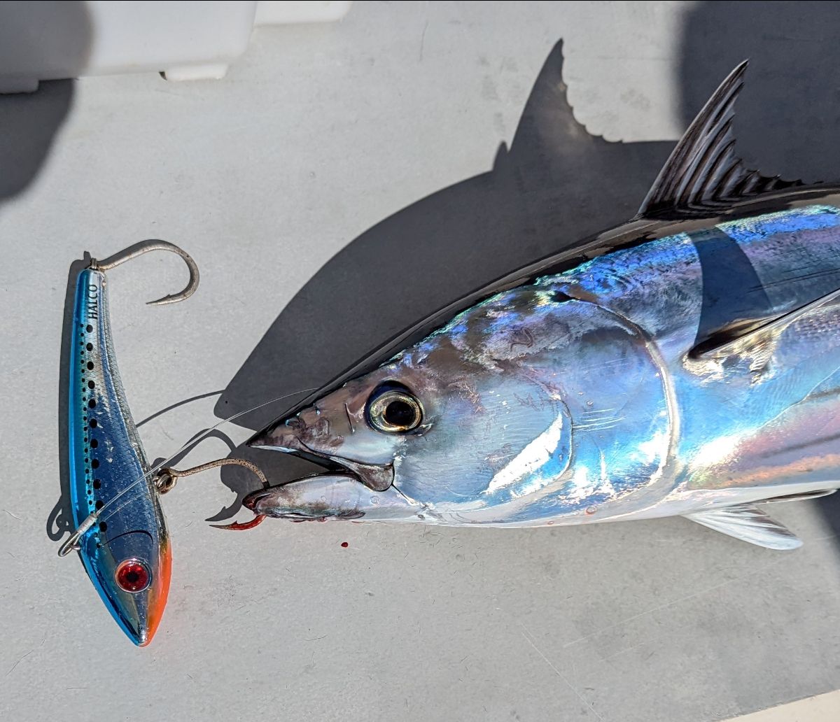 Midwinter Mahi (And Yellowfin Tuna) fishing photo 3