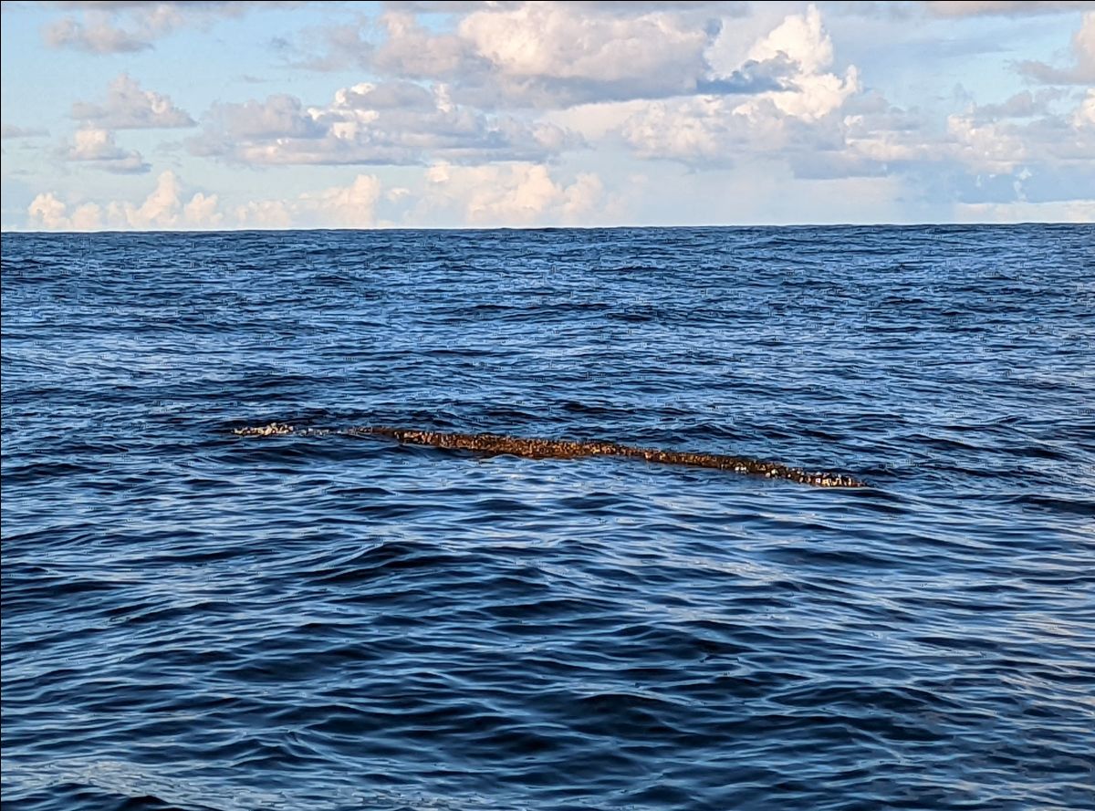 Midwinter Mahi (And Yellowfin Tuna) fishing photo 9