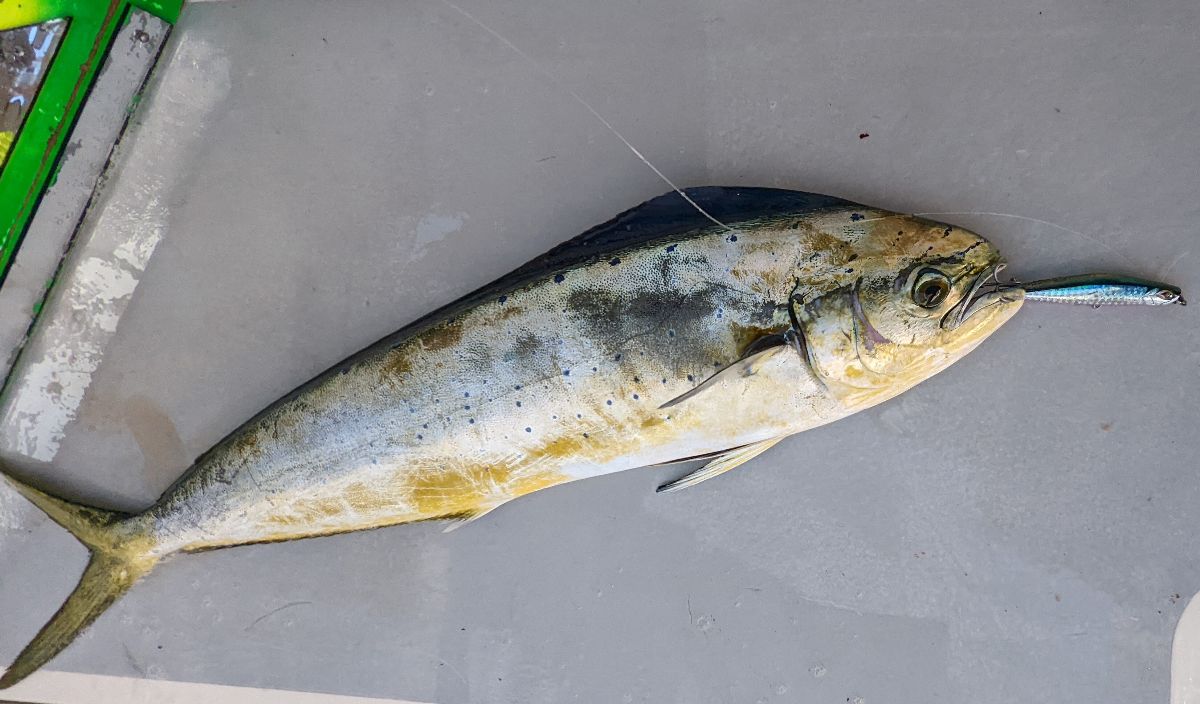 Midwinter Mahi (And Yellowfin Tuna) fishing photo 11