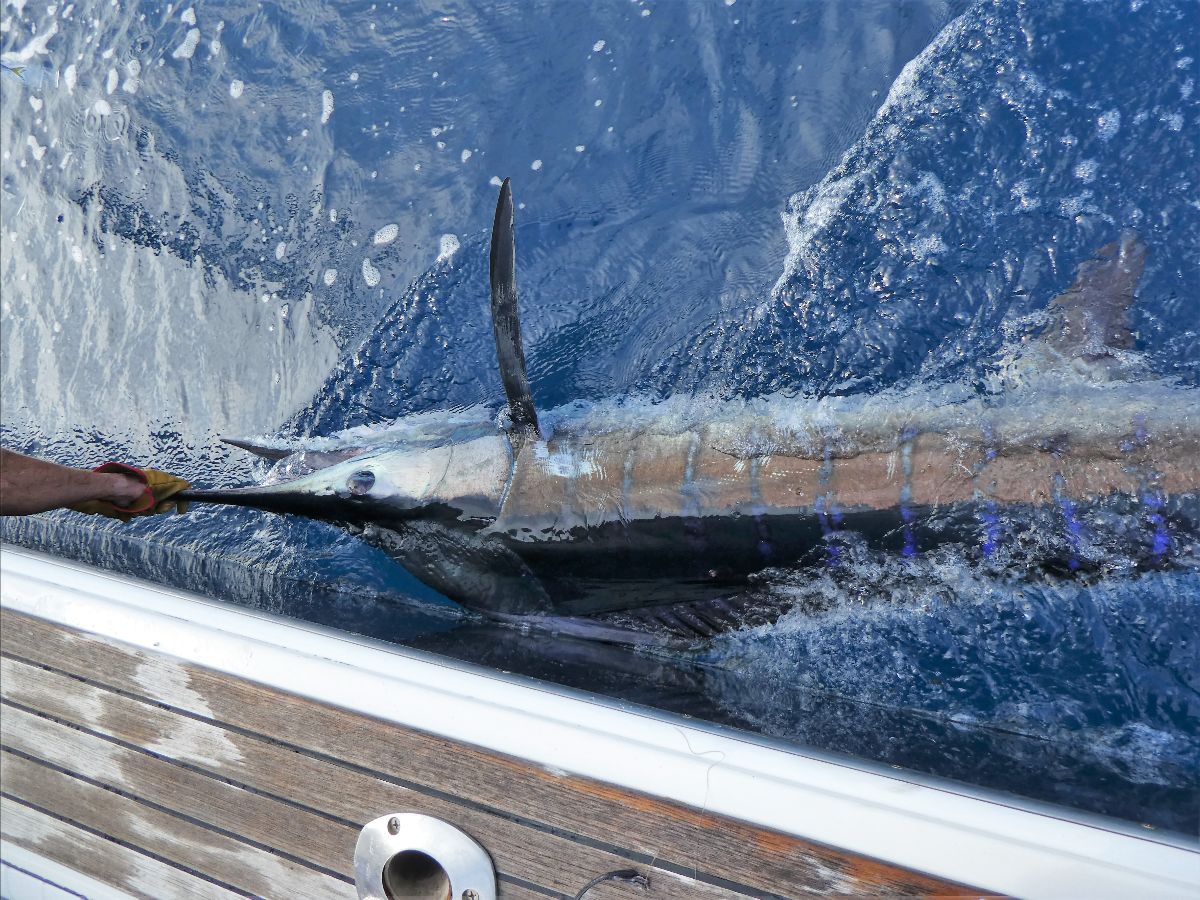 Monday Morning Marlin fishing photo 6