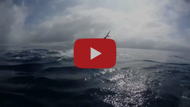 Monday Morning Marlin fishing photo 7