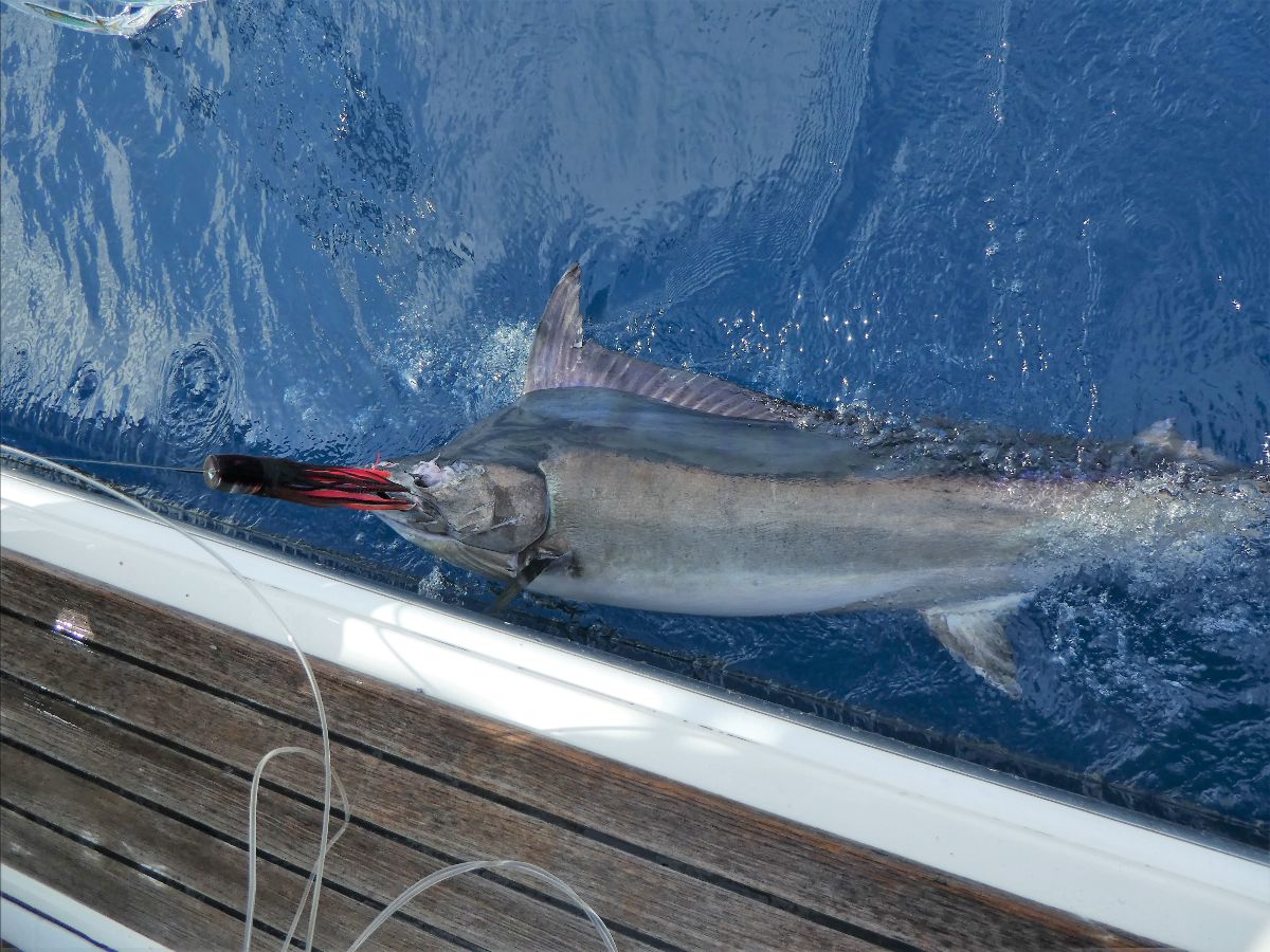 Monday Morning Marlin fishing photo 9