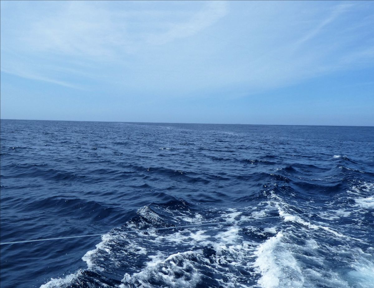 Monday Morning Marlin fishing photo 10