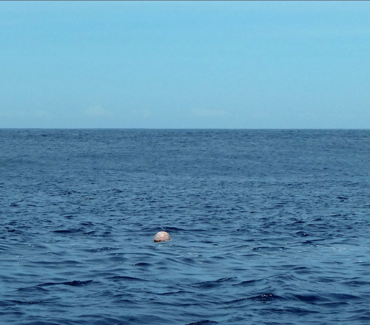 Monday Morning Marlin fishing photo 11