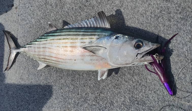 Norfolk 2 - The Jig Never Sleeps fishing photo 17